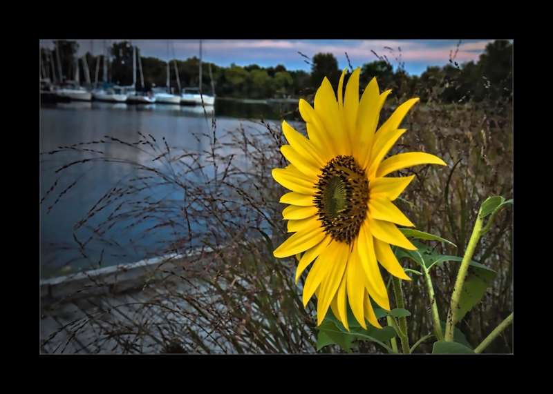Sunflower at Ashbridge Bay- 02